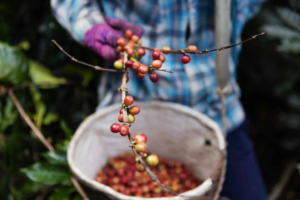En kaffebonde iført ternet skjorte og lilla handsker høster modne kaffe bær fra en gren, mens en kurv fyldt med friskplukkede kaffebær hænger fra skulderen i en frodig kaffeplantage.